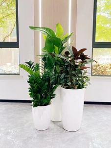 镇海盆景租摆公司